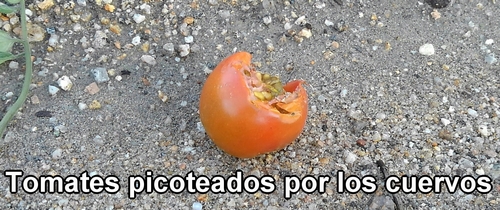 Tomates picoteados por los cuervos