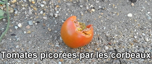 Tomates picorées par les corbeaux