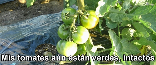 Mis tomates aún están verdes e intactos