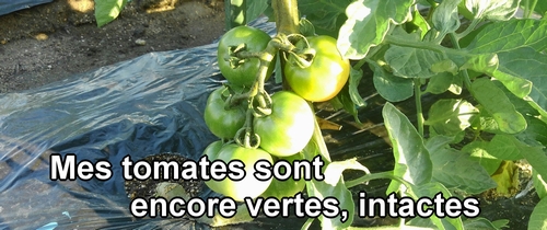 Mes tomates sont encore vertes et intactes