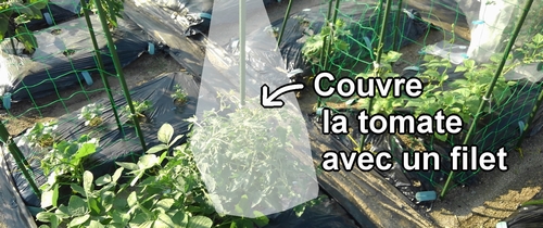 Nous couvrons toutes les plantes de tomates avec un filet anti-insectes