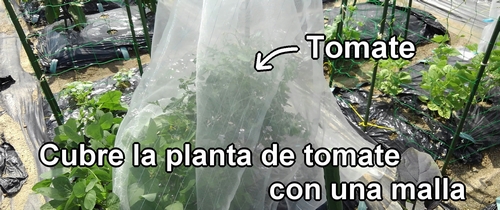 Cubrimos toda la planta de tomate con malla contra insectos