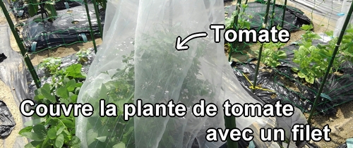 Nous couvrons toute la plante de tomate avec un filet anti-insectes