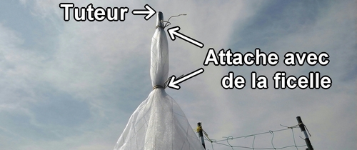 Attache le filet anti-insectes au tuteur