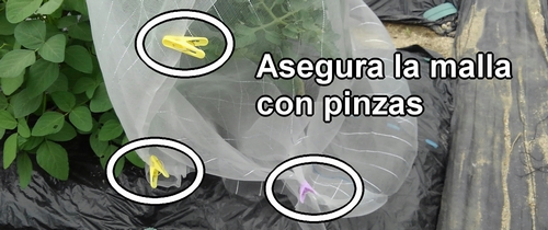 Asegura la malla contra insectos con pinzas