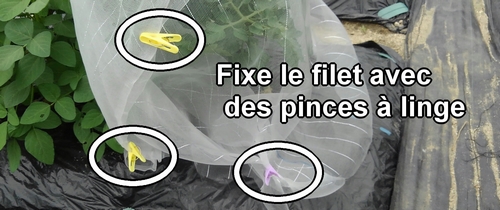 Fixe le filet anti-insectes avec des pinces à linge