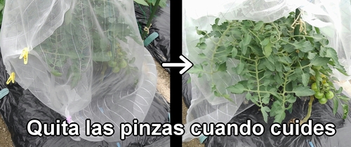 Quita las pinzas cuando cuides el tomate