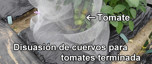 Disuasión de cuervos para tomates terminada