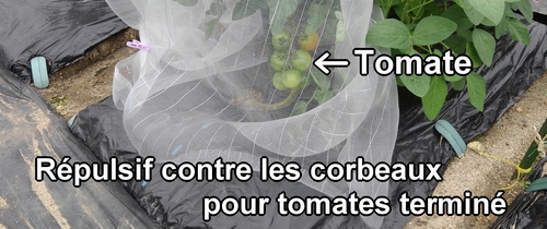 Répulsif contre les corbeaux pour tomates terminé