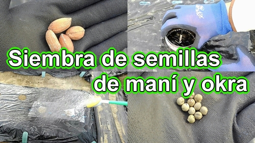 Siembra de semillas de maní (cacahuate) y okra (Cultivar maní y okra a partir de semillas)