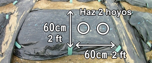 Haz 2 hoyos en un terreno de cacahuates (maní)