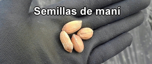 Semillas de maní (cacahuate)