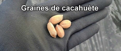 Graines de cacahuète (Graines de cacahuète à planter)