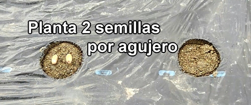 Siembra 2 semillas de maní (cacahuete)