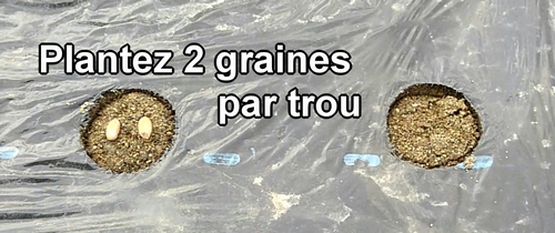 Semez 2 graines de cacahuète (arachide)