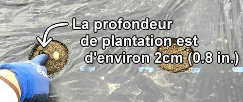 Poussez les graines de cacahuètes dans le sol