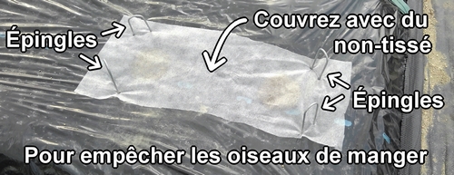 Couvrez la parcelle de cacahuètes avec du tissu non tissé