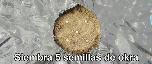 Siembra 5 semillas de okra (quimbombó)