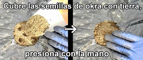 Cubre las semillas de okra con tierra