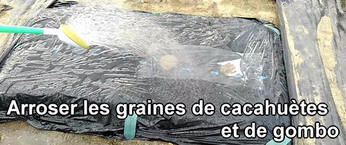 Arroser les graines de cacahuètes (cacahouète) et de gombo