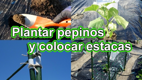 Plantar plántulas de pepino y enrejado para pepinos (Plantar pepinos en vertical)