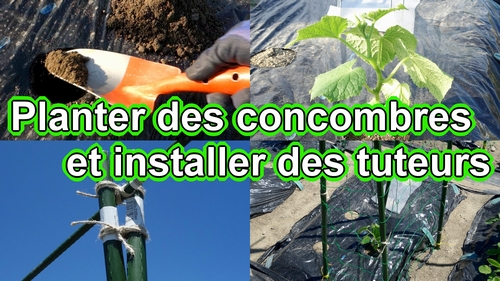 Planter un jeune concombre et un treillis pour concombre (Plantation concombre en hauteur)