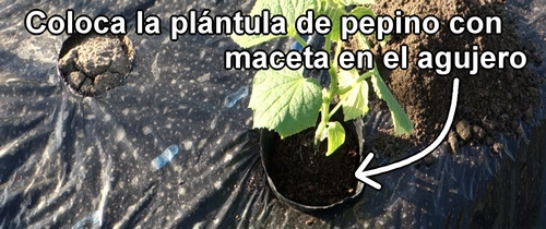 Coloca la plántula de pepino con maceta en el agujero