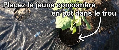 Placez le jeune concombre en pot dans le trou