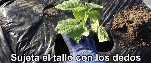 Sujeta el tallo de la planta de pepino con los dedos