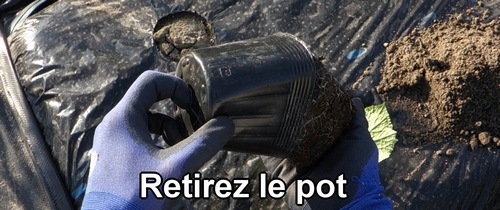 Retirez le jeune concombre de son pot