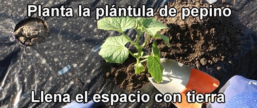 Planta la plántula de pepino