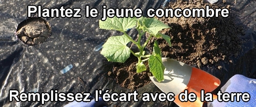 Plantez le jeune concombre