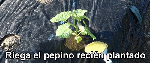 Riega el pepino recién plantado