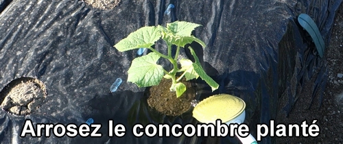 Arrosez le concombre nouvellement planté