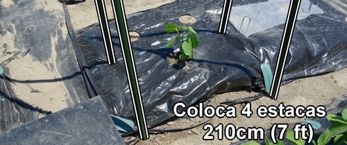 Coloca 4 estacas