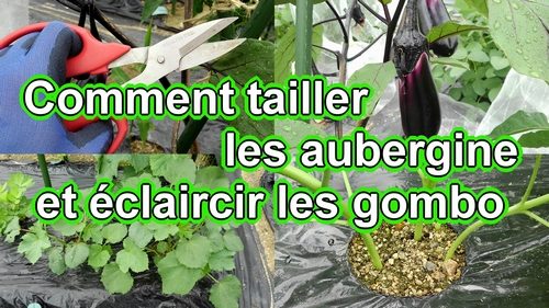 Comment tailler les aubergines (Taille de rabattage pour les aubergines) et éclaircir les gombos