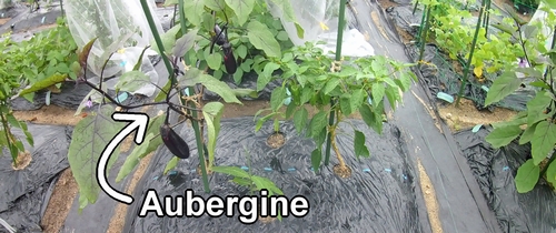 L’aubergine est prête à être taillée