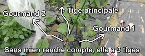 L'aubergine (aubergine japonaise) est conduite avec trois tiges