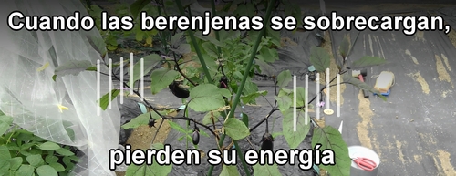 Cuando las berenjenas (berenjena japonesa) se sobrecargan, pierden su energía