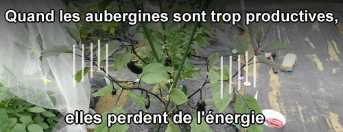 Lorsque les aubergines deviennent trop productives, elles perdent leur énergie