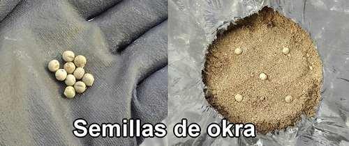 Semillas de okra (quimbombó)