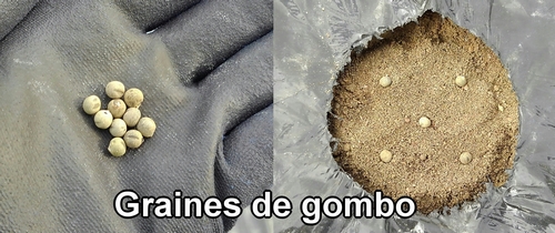 Graines de gombo