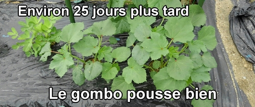 Le gombo pousse bien