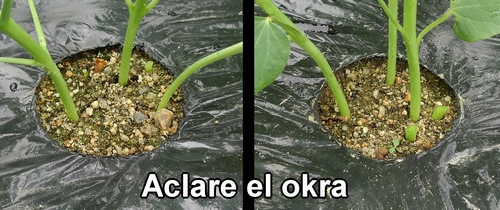 Aclare el okra (quimbombó)