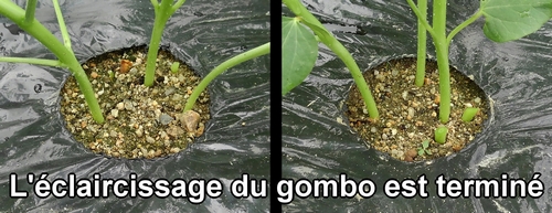 L'éclaircissage du gombo est terminé