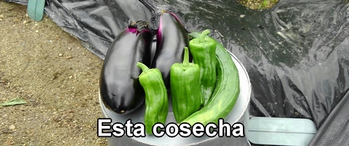 Esta cosecha