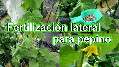 Fertilización lateral para pepino (Cultivo pepino)