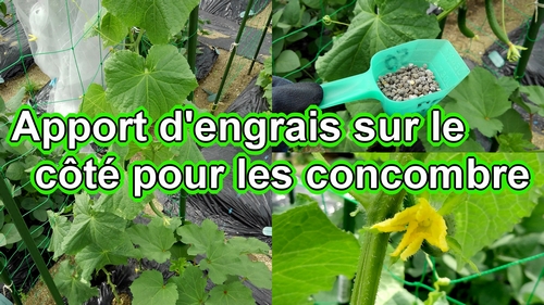 Apport d'engrais sur le côté pour les concombre (Soins des plants de concombre)