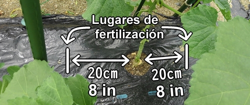 Los lugares de fertilización para los pepinos