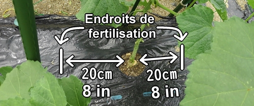 Les endroits de fertilisation pour les concombre